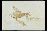 Six Knightia Fossil Fish - Wyoming #108668-1